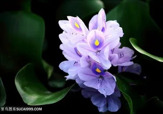 紫色鲜艳漂亮的鲜花图片