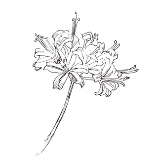 线条草本花卉手绘植物-钻石水晶 线条草本花卉手绘植物-钻石水晶