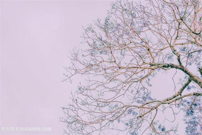 唯美滤镜色调树林图片