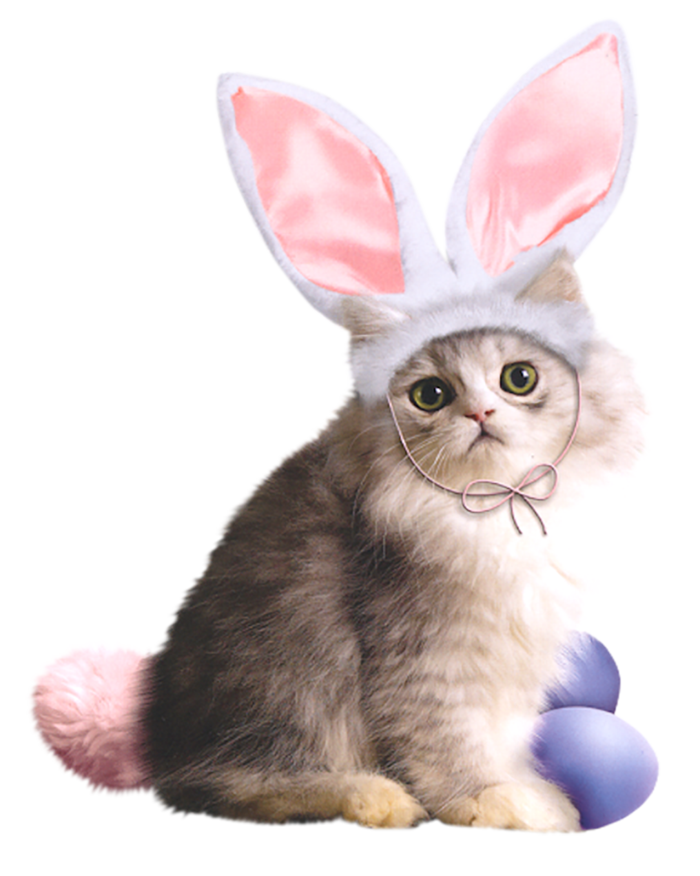 猫咪兔子兔年