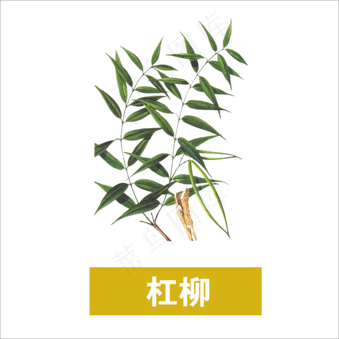 手绘草本中药药材杠柳