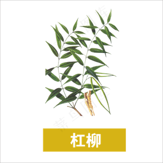 手绘草本中药药材杠柳