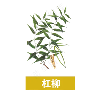 手绘草本中药药材杠柳