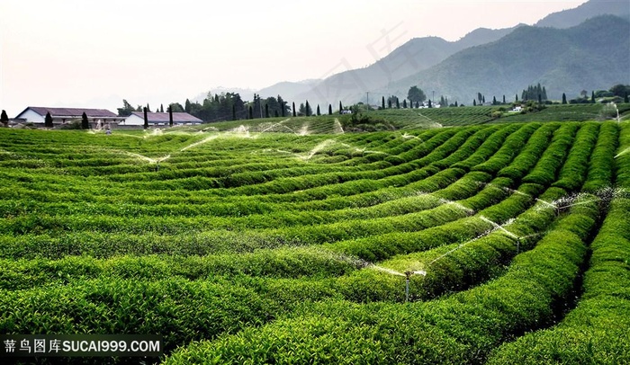 田园茶园茶叶田