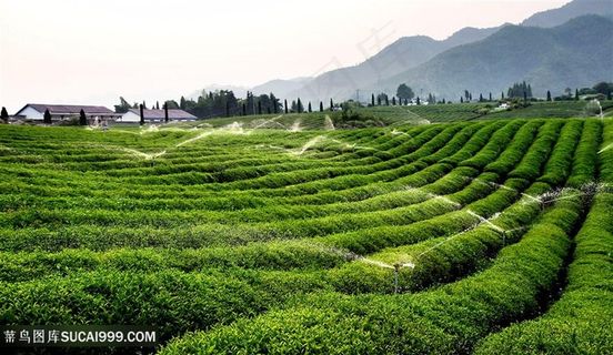 田园茶园茶叶田
