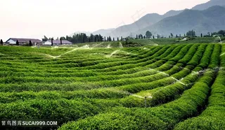 田园茶园茶叶田
