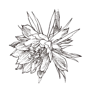 线条草本花卉手绘植物-仙人掌花