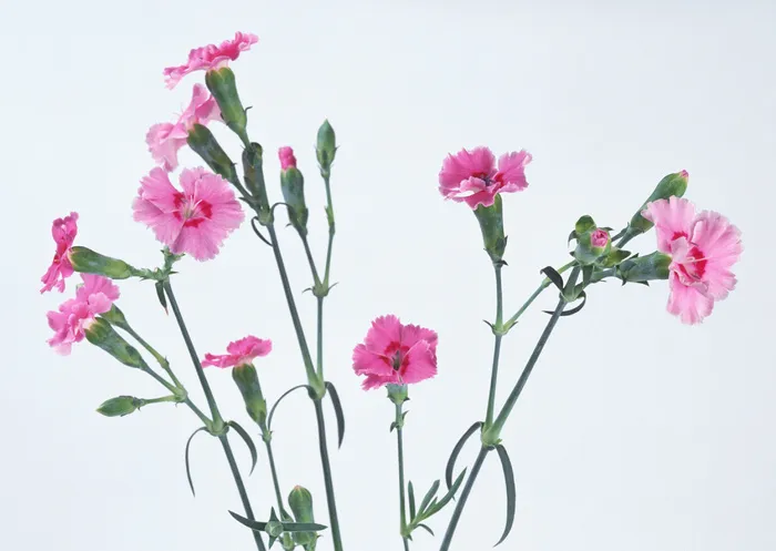 群粉红的花儿