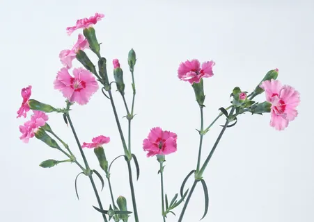 群粉红的花儿 群粉红的花儿