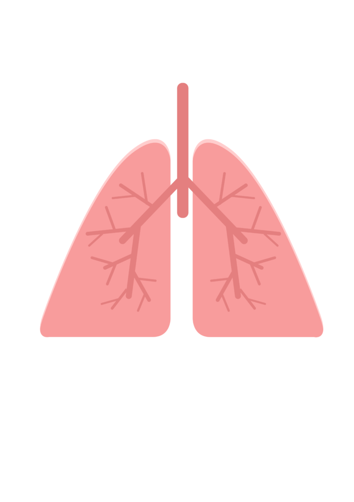 肺部解剖插图单层免抠素材