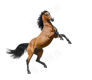 抬起前蹄的骏马高清摄影骏马图片