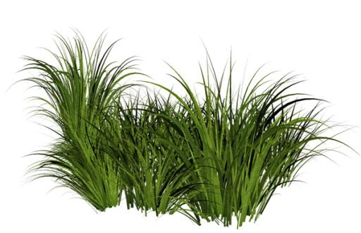 草PNG图片，绿草PNG图片免抠(600x387)