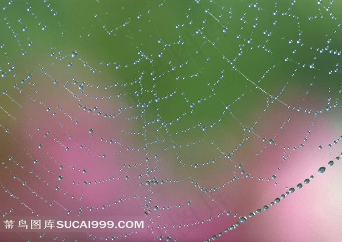 唯美蜘蛛网和露珠素材图片