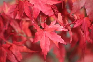 火红色枫树叶摄影图片