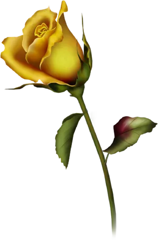 金色玫瑰花情人节