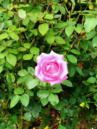 夏日的一朵玫瑰