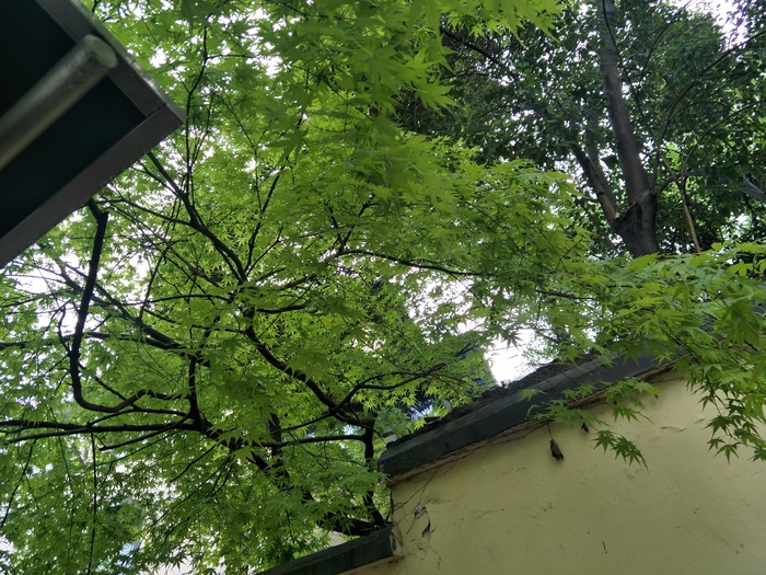 民国风景区的建筑与树木