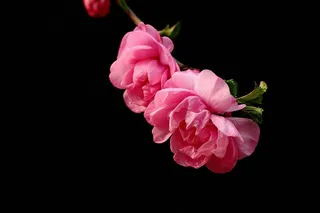 唯美鲜花梅花图片