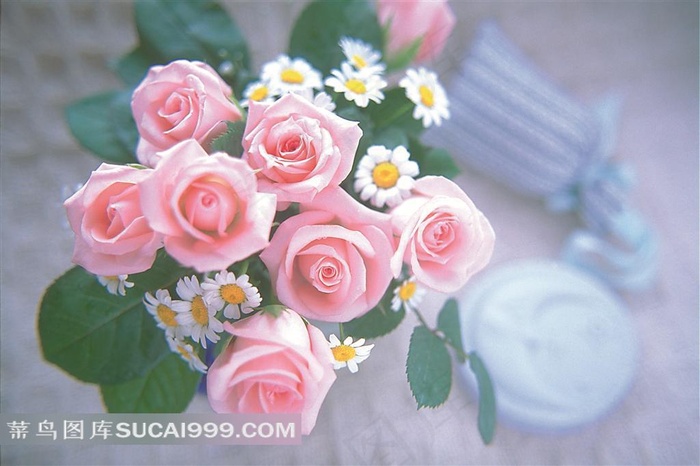 唯美粉色玫瑰摄影图