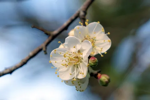 白色梅花素材图片 白色梅花素材图片