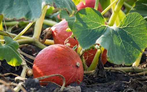 菜地成熟南瓜图片