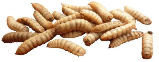 蛆 PNG免抠(730x289)