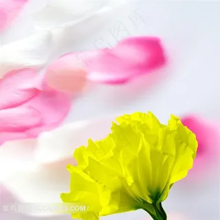 花朵花瓣高清无框画素材