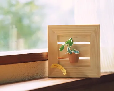 盆景造型十四 盆景造型十四