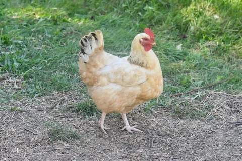 下蛋老母鸡图片 下蛋老母鸡图片