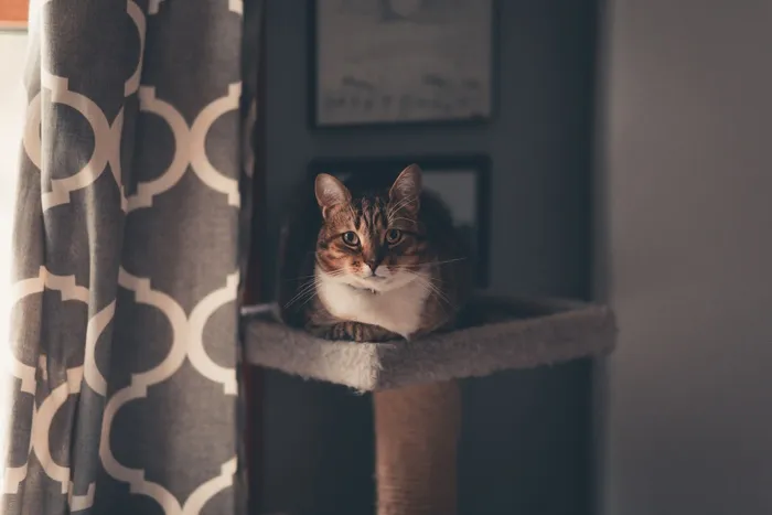 可爱猫咪猫猫摄影素材