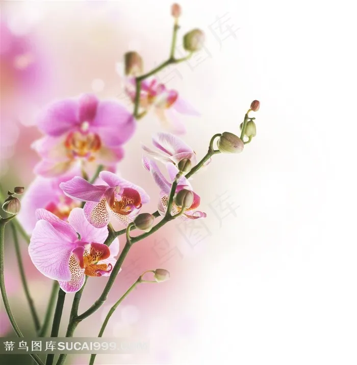 高清兰花壁纸