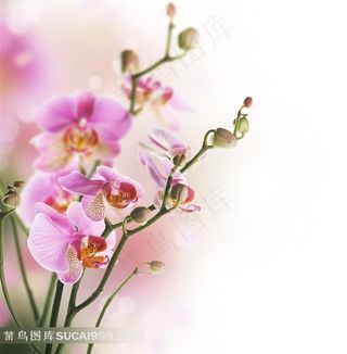 高清兰花壁纸