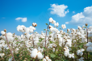 棉花种植成熟摄影图