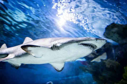 大鲨鱼和海水 大鲨鱼和海水
