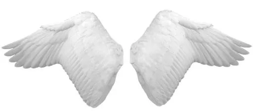 翅膀 PNG免抠(1600x703)