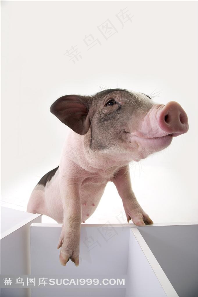 快乐的宠物猪摄影图片