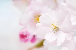 高清唯美白色樱花特写图片