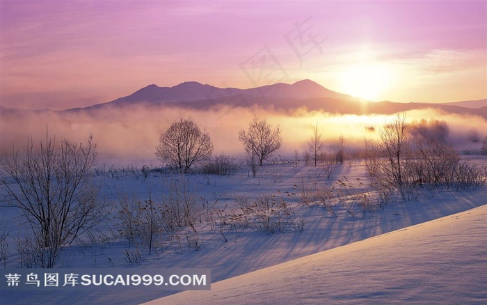 树林雪景素材图片