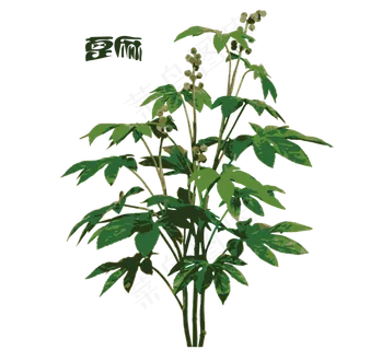 手绘草本中药药材