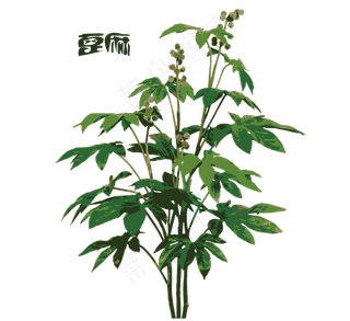 手绘草本中药药材