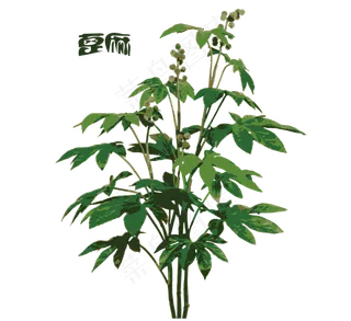 手绘草本中药药材