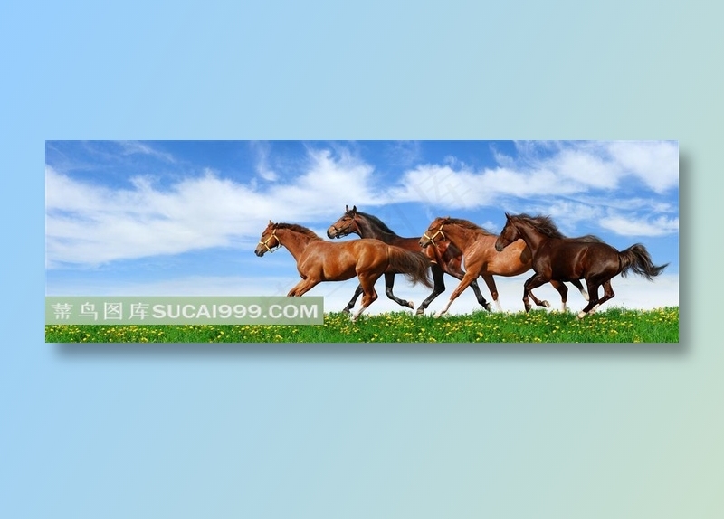 快马系列 - 美丽的马群