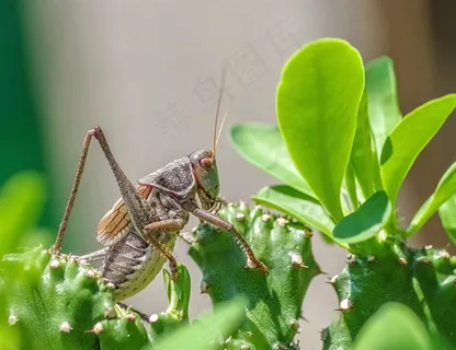 蝈蝈喜欢吃麒麟 蝈蝈喜欢吃麒麟