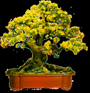 桃花盆装饰新年背景