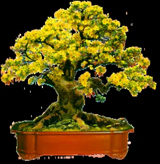 桃花盆装饰新年背景