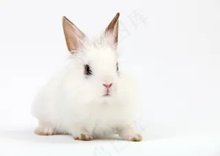 可爱小白兔图片下载
