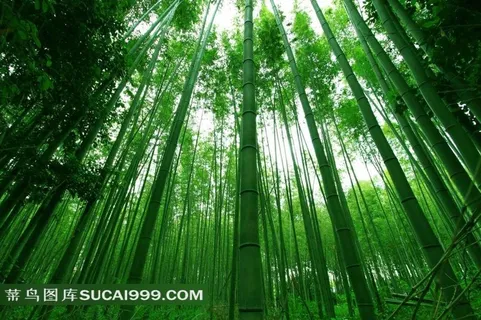 生长茂盛的竹林 生长茂盛的竹林