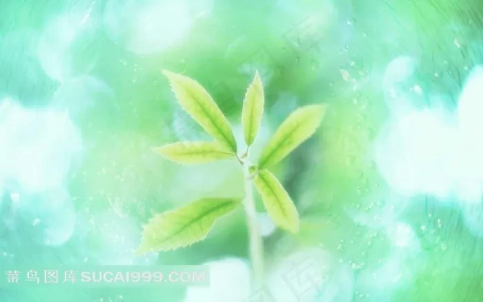 绿色背景中的绿芽