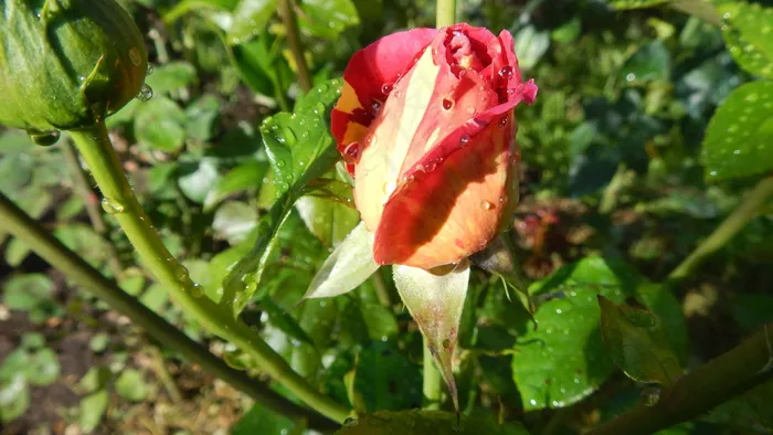 雨后玫瑰花骨朵图片
