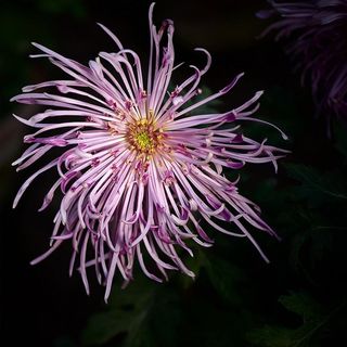 粉色的菊花好漂亮